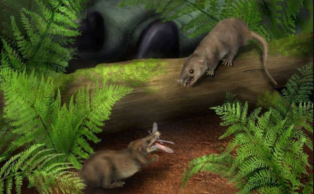 A new study shows mammals evolved by starting tiny and basic 2023 5
