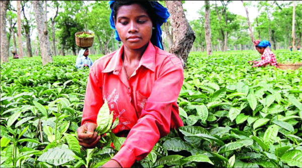 Legality of north Bengal's modest tea estates 2023 1